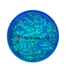 EDVOTEK Transformation of E-Coli (GFP) Kit